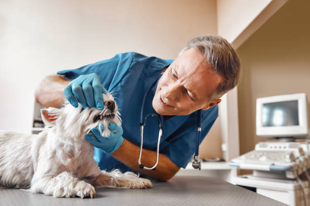 Trusted KS Emergency Dentist Experts